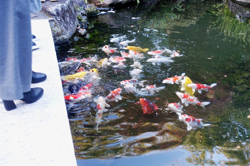 本館中庭　池　鯉