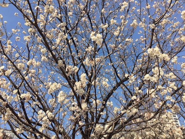 17年東京の桜は4月1日に満開予想 春 築地界隈の桜を愛でる裏ワザ Oggi Jp Oggi Jp