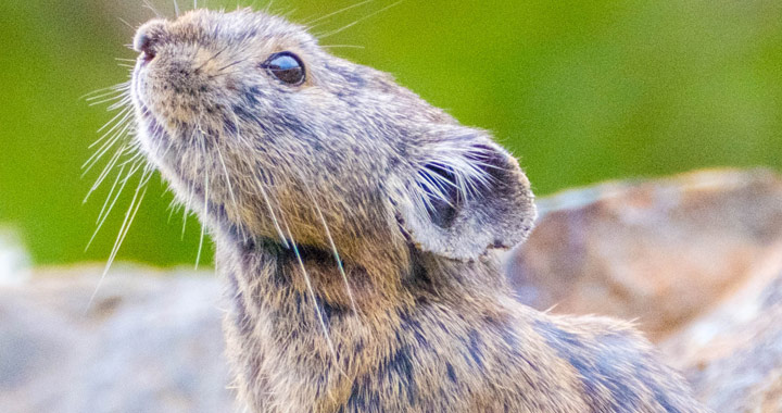 北海道に住んでます ボクは誰 名前を言えたらすごい どうぶつクイズ Oggi Jp Oggi Jp
