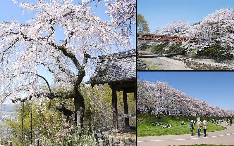 京都人が教えます ゆったりと桜を堪能できる 京都府内の穴場花見スポット3選 Oggi Jp Oggi Jp