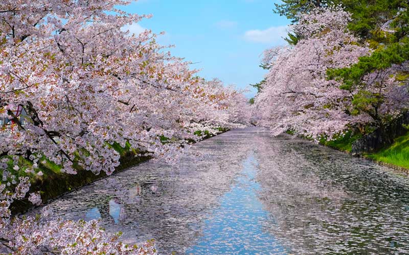 死ぬまでに行きたいお花見スポット 2位は吉野千本桜 奈良 では 1位は Oggi Jp Oggi Jp