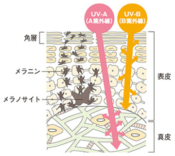 UV-AとUV-Bの2種類ある