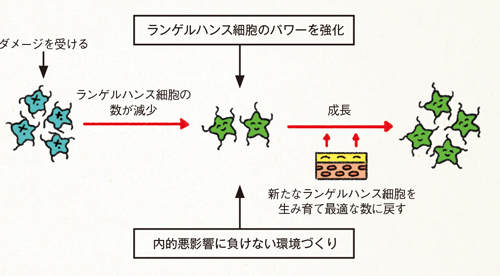 ランゲルハンス細胞のパワーと数を増やすことが大切