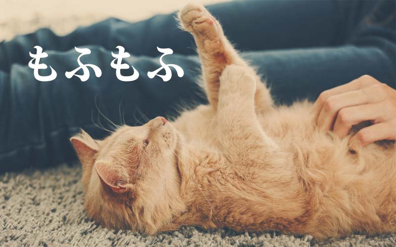 猫のお腹をもふもふする の もふもふ って 半数が日常的に使っている Oggi Jp