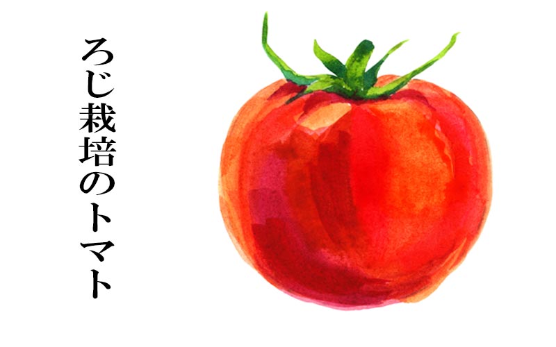 ろじ栽培のトマト