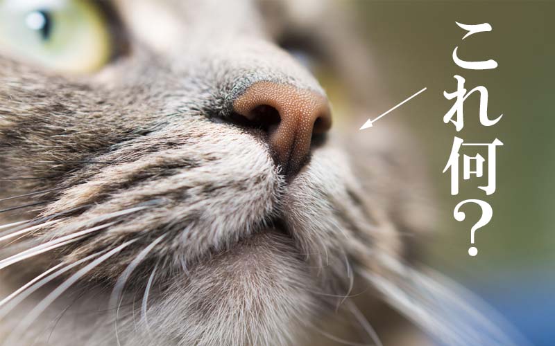 猫や犬などの鼻と口元の部分これ何？