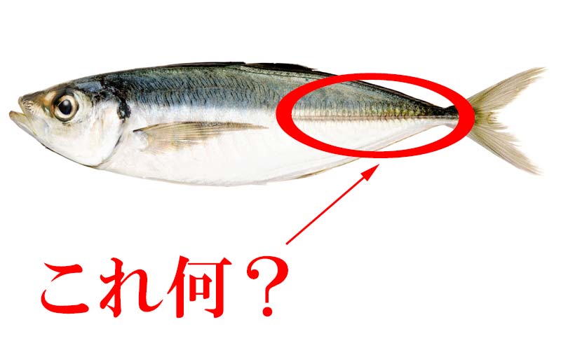 アジの尾の方についているトゲのような鱗 の名称は言える 魚好きなら外せない知識 Oggi Jp Oggi Jp