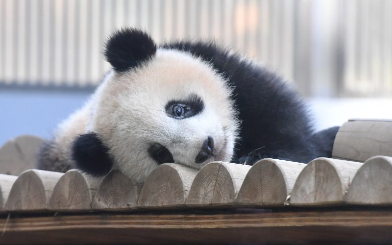 ニックネームは ぱんだうじ 写真家 高氏貴博さんおすすめシャンシャン写真ベスト3 Oggi Jp