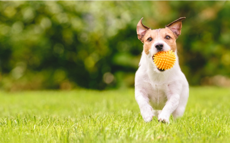 最近人気の 犬系男子 ってどんな人 5つの特徴を解説 犬系男子の芸能人から 猫系男子との違いまでご紹介 Oggi Jp Oggi Jp