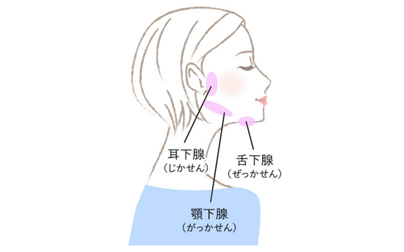 押すだけで簡単 喉の乾燥を防ぐ 唾液腺マッサージ って 乾燥対策3選 Oggi Jp Oggi Jp