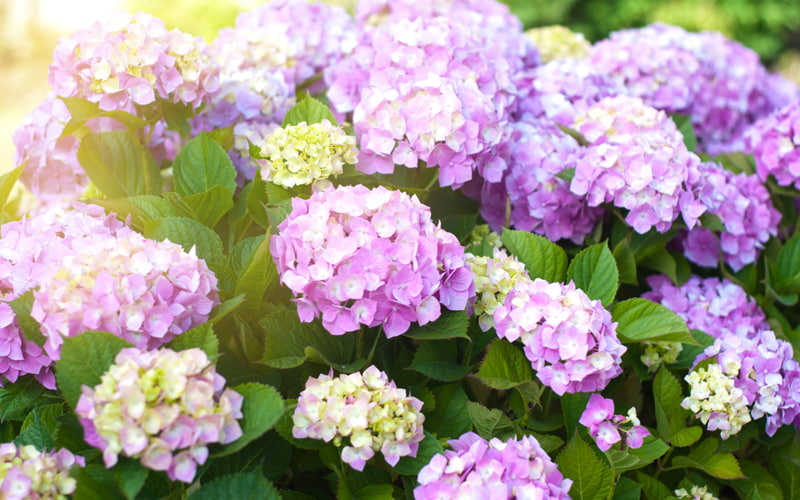 あじさいの花に見える部分 実は花じゃない 本当の花はどこ 気象予報士 太田絢子発 Oggi Jp Oggi Jp