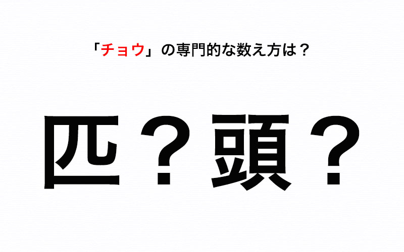 知っていたらカッコいい チョウ の専門的な数え方は 匹 Or 頭 Oggi Jp Oggi Jp