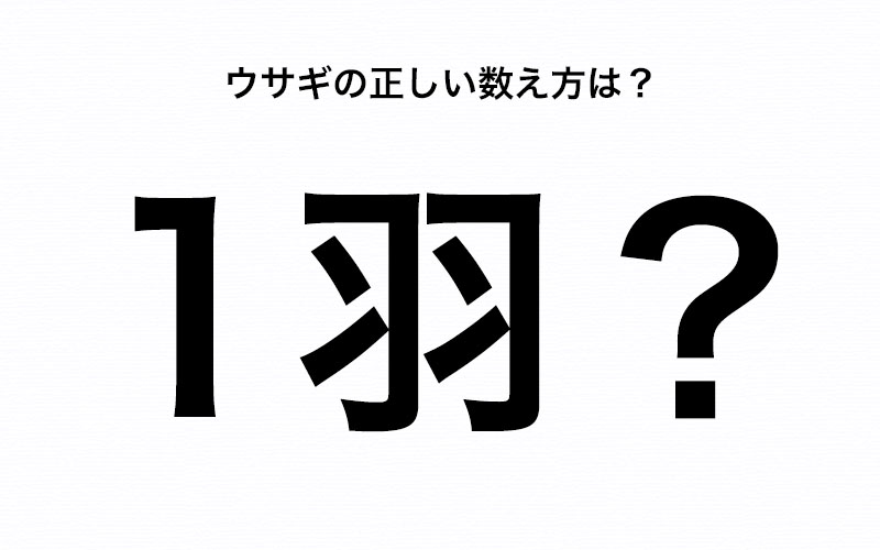 知っているとカッコイイ ウサギを 1羽 と数えるのは正しい Oggi Jp