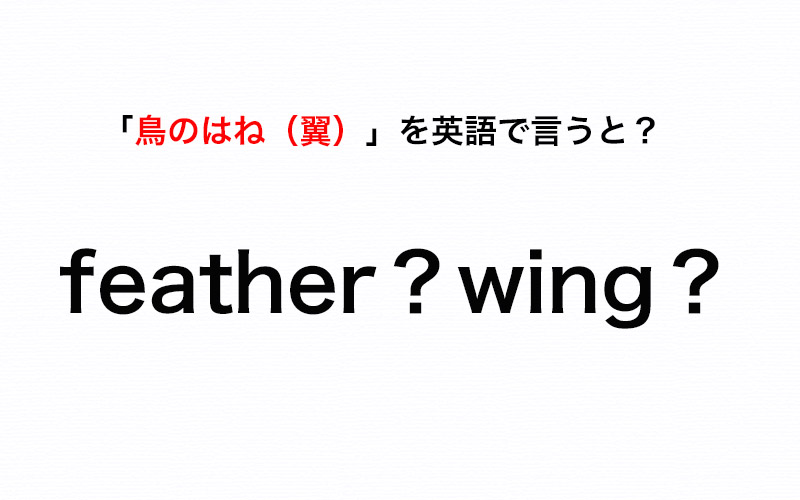 鳥のはね 翼 を英語で言うと Feather と Wing どっちが正しい 伝わる英会話講座 Oggi Jp Oggi Jp