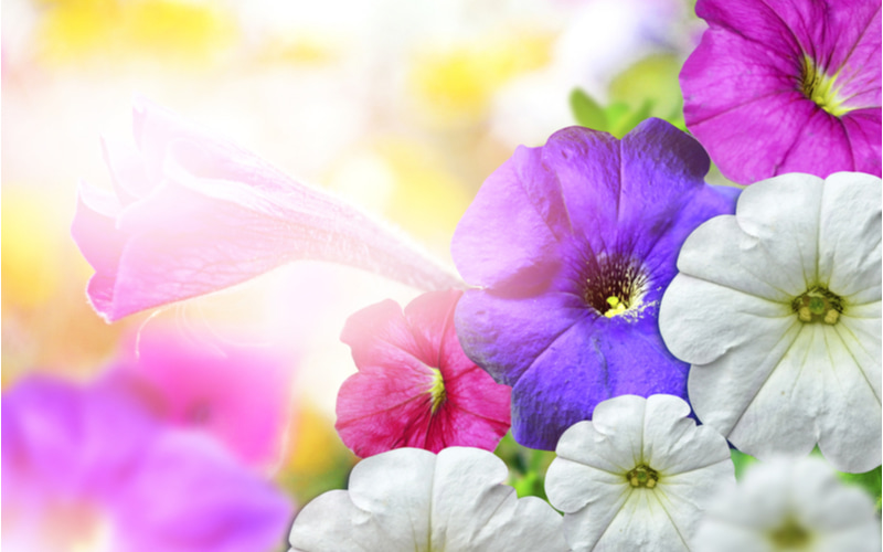 アサガオの花言葉は色で変わる 青 白 紫 赤 ピンクの色別に紹介 名前の由来も Oggi Jp