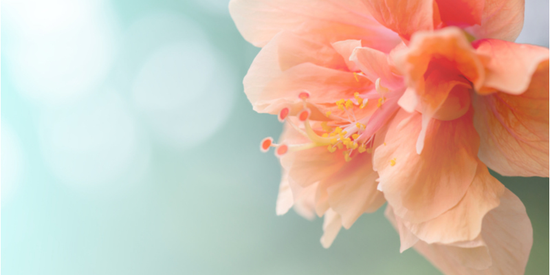 ハイビスカスの花言葉は色別にちがう その意味や花名の由来などを紹介 Oggi Jp