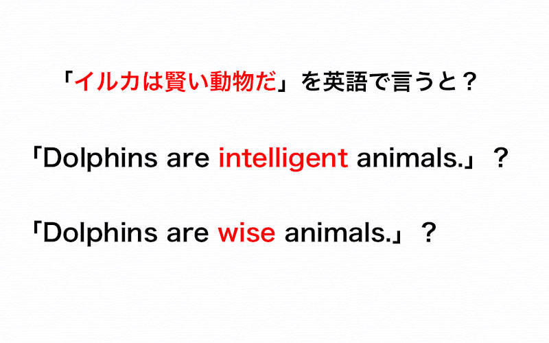 イルカは賢い動物だ を英語で 使う単語は Intelligent Or Wise 伝わる英会話講座 Oggi Jp