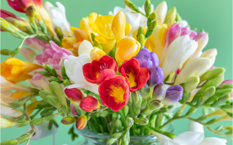フリージアの花言葉は色別に意味が違う その種類や特徴を解説します Oggi Jp Oggi Jp