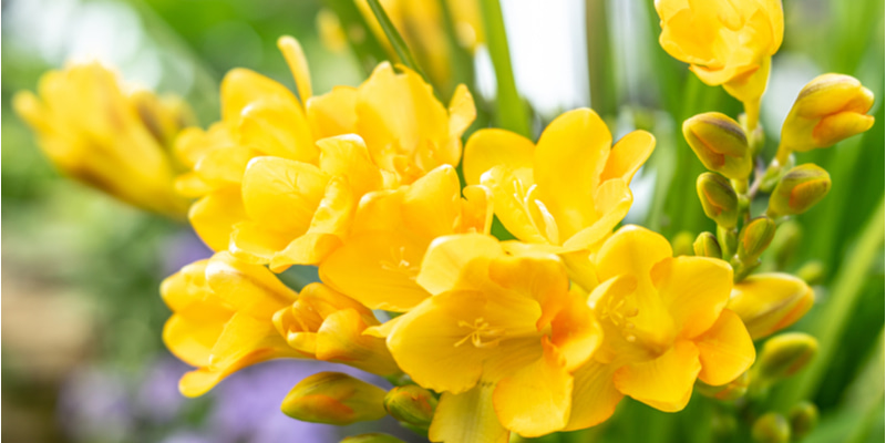 フリージアの花言葉は色別に意味が違う その種類や特徴を解説します Oggi Jp