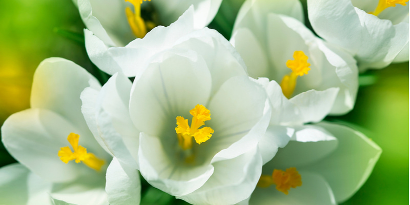 園芸初心者向けの花 クロッカス の特徴や色別の花言葉を紹介 Oggi Jp Oggi Jp
