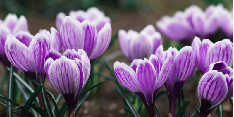 園芸初心者向けの花 クロッカス の特徴や色別の花言葉を紹介 Oggi Jp