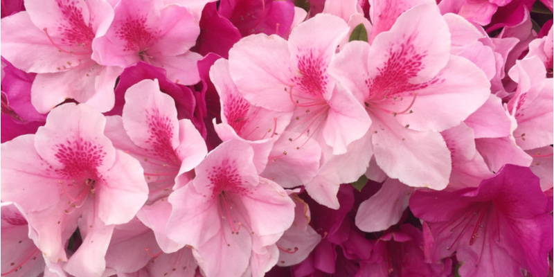ツツジの花言葉は色で意味が変わる 花の特徴や名前の由来を徹底解説 Oggi Jp