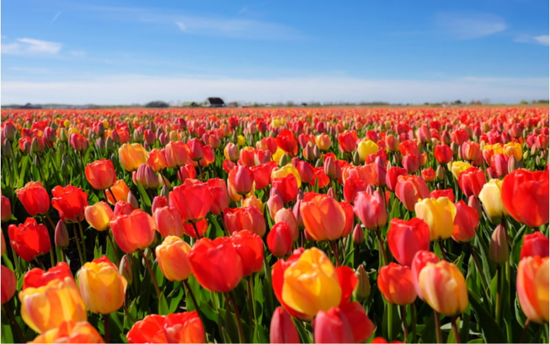 チューリップ の花言葉は本数や色で変わる 種類や特徴と合わせて紹介 Oggi Jp