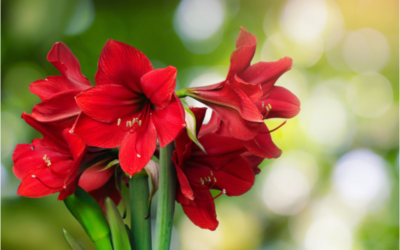 アマリリス の花言葉の意味は色別に変わる 由来や花の特徴も合わせて紹介 Oggi Jp Oggi Jp
