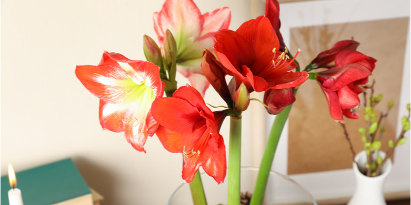 アマリリス の花言葉の意味は色別に変わる 由来や花の特徴も合わせて紹介 Oggi Jp