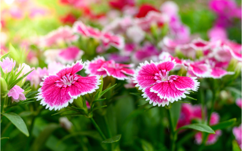 人気の観葉植物 パキラ の花言葉とは 特徴や育て方のポイントを紹介 Oggi Jp