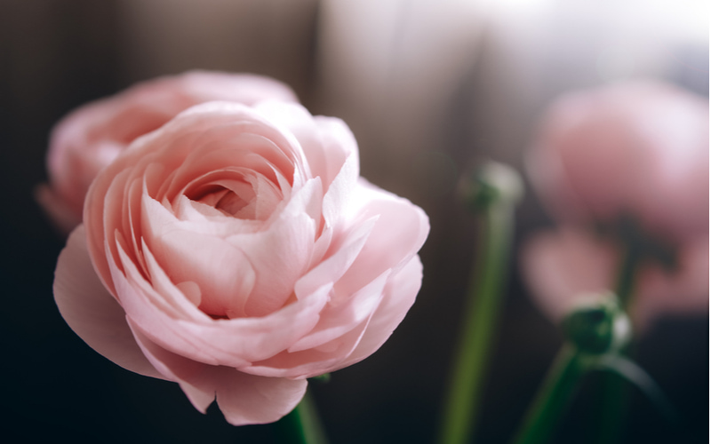 花束の王道 バラ の色別の花言葉や 本数による意味の違いを紹介 Oggi Jp