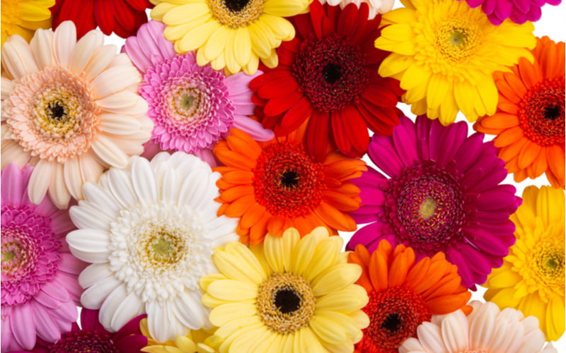 花束の定番 ガーベラ の花言葉は色で異なる 告白にぴったりの本数も紹介 Oggi Jp Oggi Jp