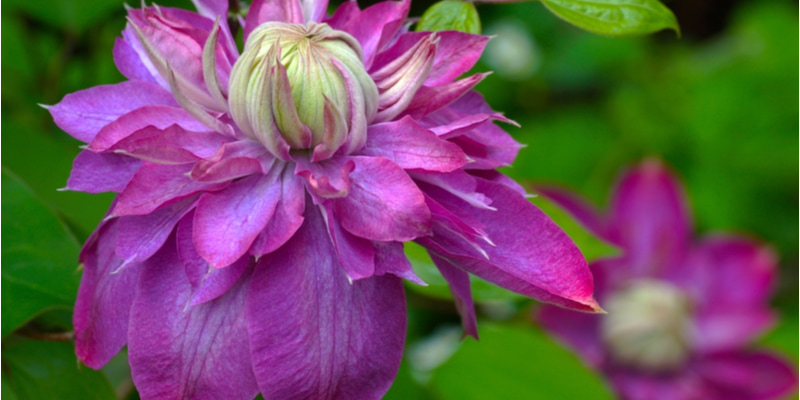 クレマチス の花言葉は ガーデニングにおすすめの種類や育て方など紹介 Oggi Jp