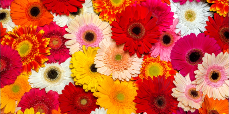 花束の定番 ガーベラ の花言葉は色で異なる 告白にぴったりの本数も紹介 Oggi Jp Oggi Jp
