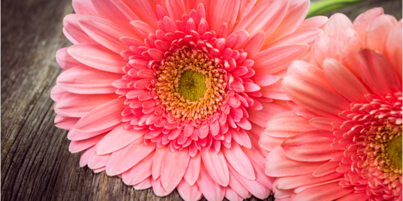 花束の定番 ガーベラ の花言葉は色で異なる 告白にぴったりの本数も紹介 Oggi Jp