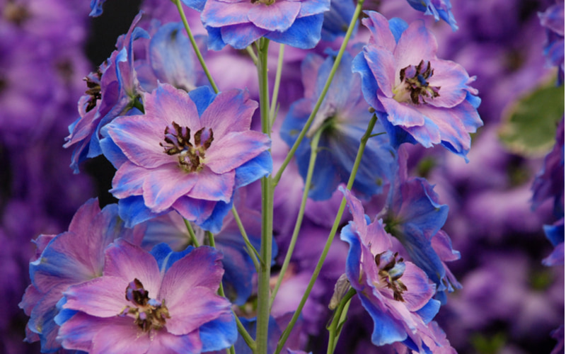 春に咲く可憐な花 デルフィニウム の花言葉とは 由来や特徴を紹介 Oggi Jp