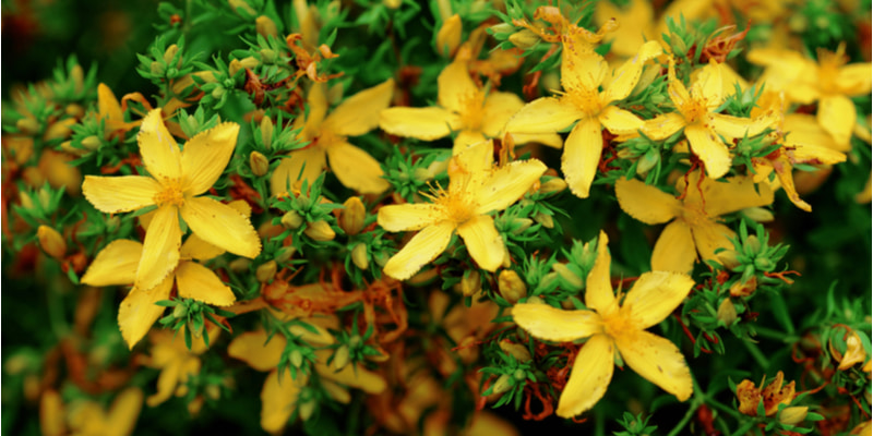 ヒペリカム の花言葉は 花と実の特徴や種類 育て方などを紹介 Oggi Jp