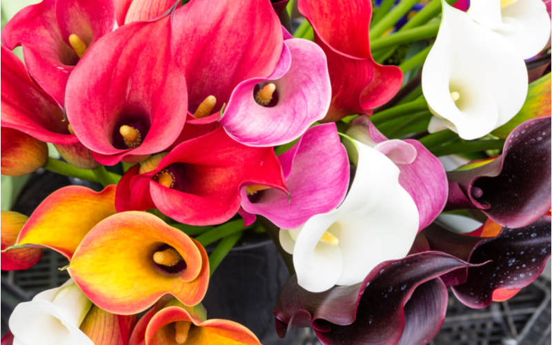 カラー ってどんな花 色別の花言葉や由来 人気の種類などを紹介 Oggi Jp