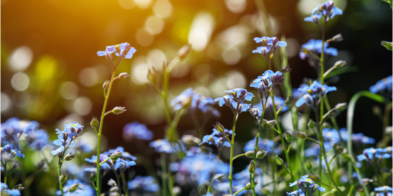 勿忘草 の花言葉とは 種類や育て方 由来である悲恋のエピソードも紹介 Oggi Jp