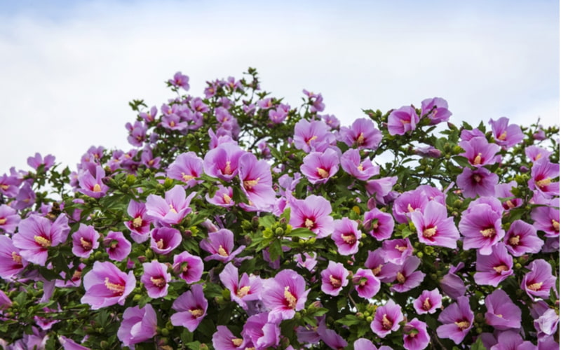 ムクゲ の花言葉とは 韓国の遊び ムクゲの花が咲きました も解説 Oggi Jp