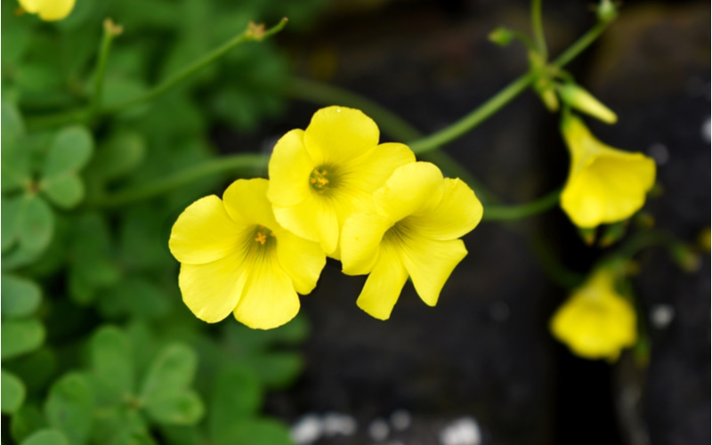 ポーチュラカ の花言葉とは ガーデニングにおすすめの品種を紹介 Oggi Jp