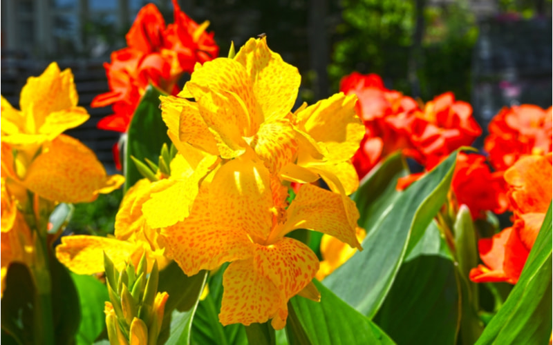 熱帯の花 カンナ の花言葉とは 自宅での育て方やおすすめの品種を紹介 Oggi Jp
