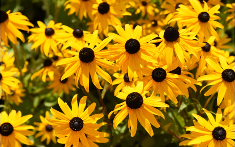 ルドベキア の花言葉とは 人気の品種や育て方 名前の由来を紹介 Oggi Jp