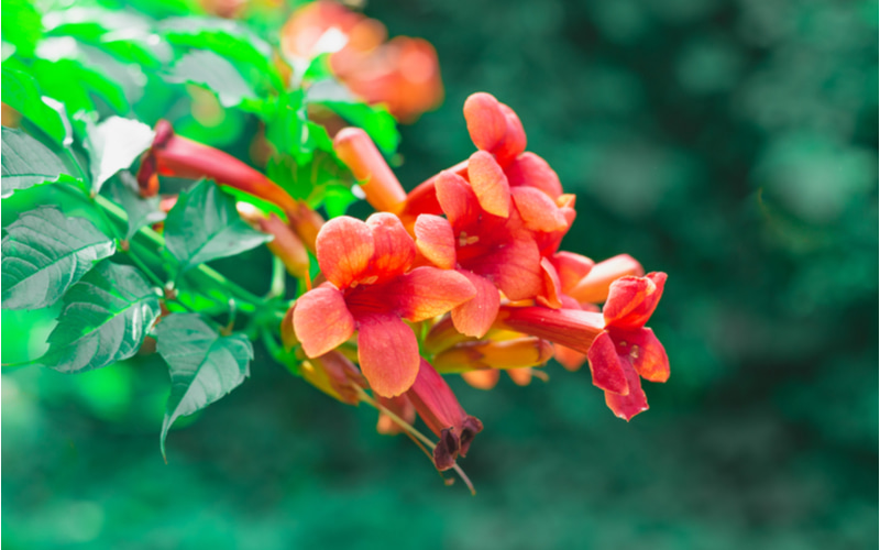 ノウゼンカズラ の花言葉とは ガーデニングにおすすめの品種を紹介 Oggi Jp