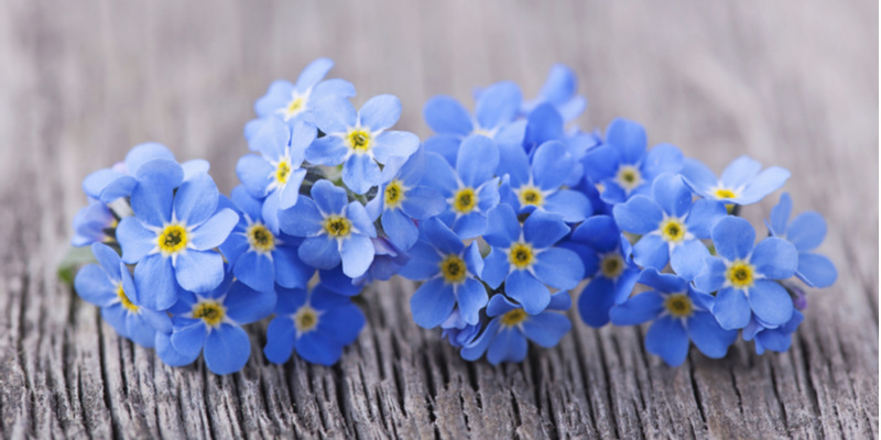小さな花びらの青色のお花