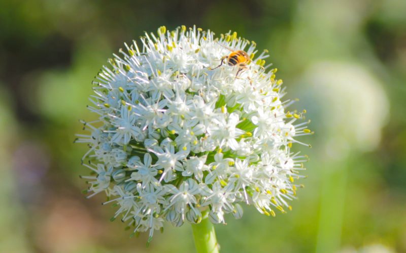 この花は何の野菜 花言葉が 不死 の食べ物です 野菜の花クイズ Oggi Jp