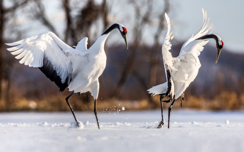 鶴の一声 の意味や由来は 雀の千声 って何 例文や類語 英語表現を解説 Oggi Jp