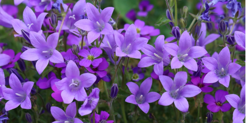 紫色のお花