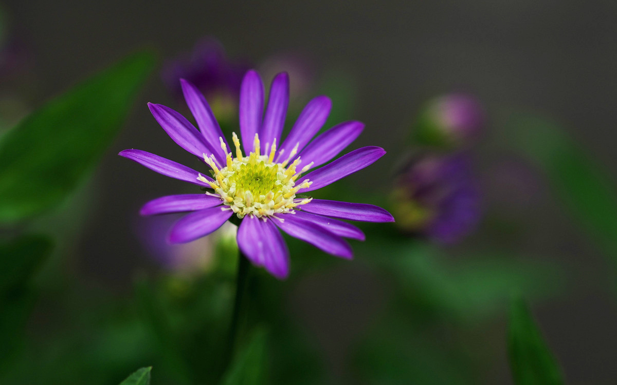 シオン 花