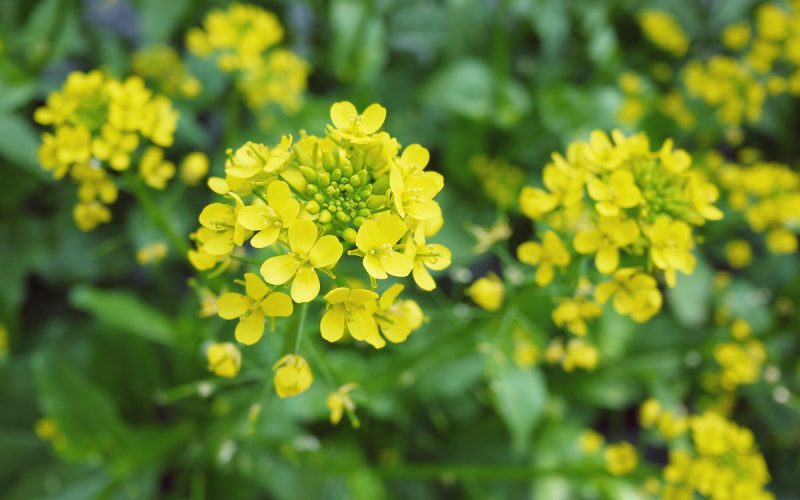 この花は何の野菜 答えは 秋に旬を迎える栄養満点な食材 野菜の花クイズ Oggi Jp